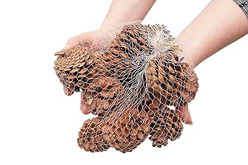 Hti Line Tannenzapfen Deko Kiefernzapfen Tannen Zapfen