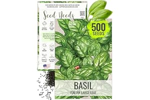 Seed Needs Basil Seeds for Planting Italian Large Leaf Herbs - Non-GMO Heirloom & Untreated - Grow an Indoor or Outdoor Home Grown Herb Garden (1 Pack)