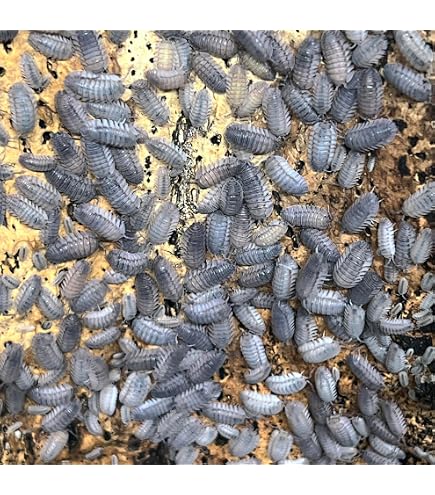 12 Live Armadillidium Gestroi Yellow Isopods – Exo-Morphs, USA Bred, Cleanup Crew