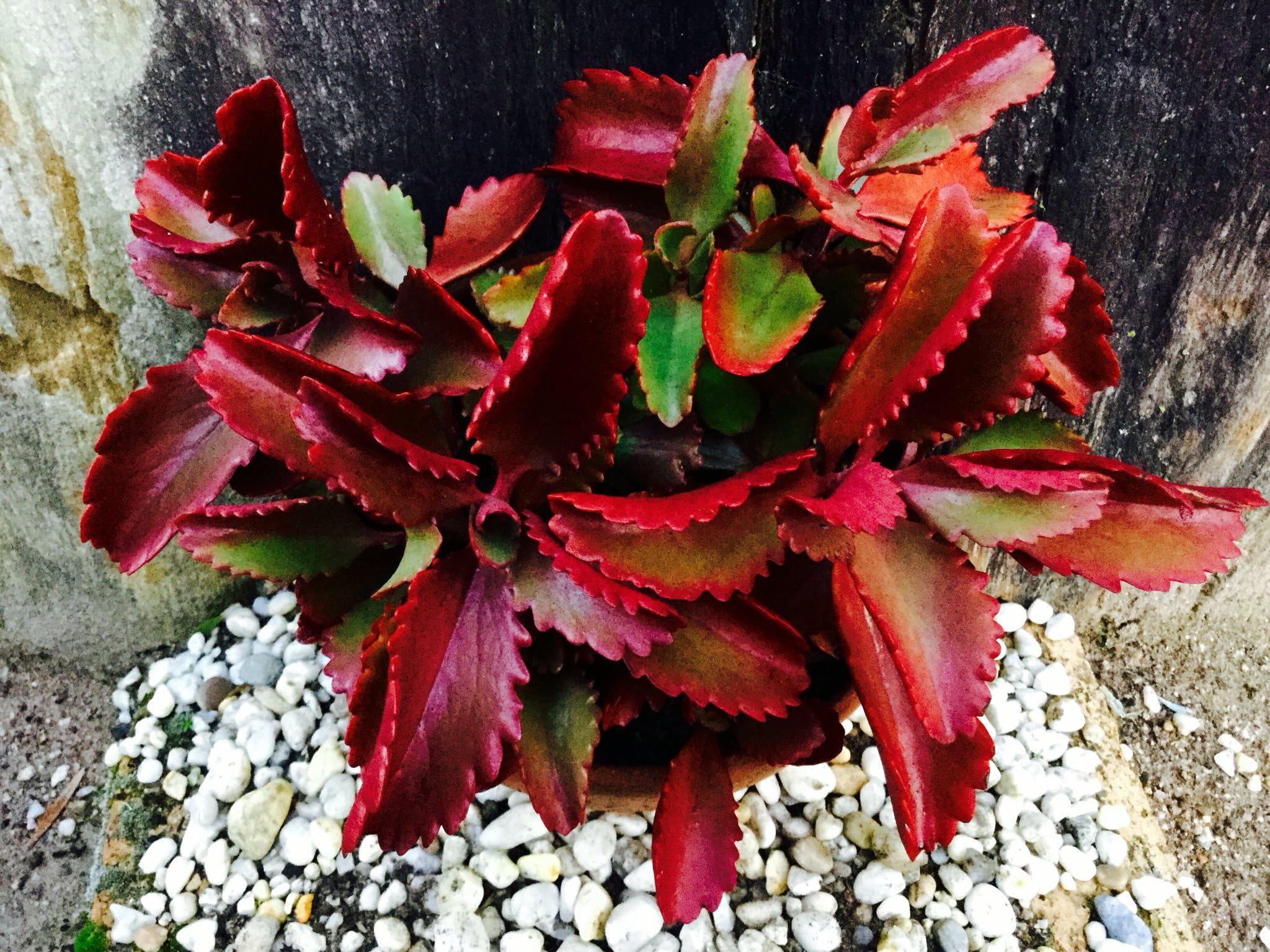 Kalanchoe Sexangularis ~ Amazing Red Leaved Succulent ~ Rare 10 Tiny Seeds ~