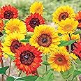 Collections Etc Roll Out Flower Seeded Mats That Attract Butterflies - Set of 2, Sunflower