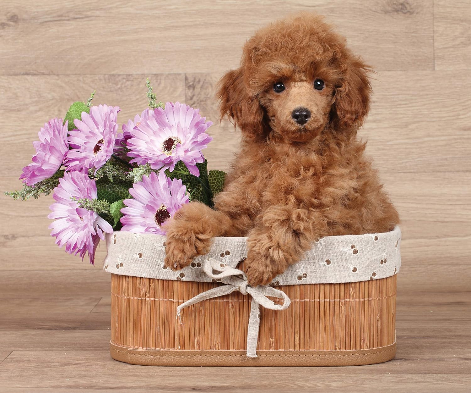 poodle throw blanket