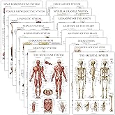 16 Pack - Anatomical Posters - Laminated - Muscular, Skeletal, Digestive, Respiratory, Circulatory, Endocrine, Lymphatic, Male &amp; Female, Nervous, Spinal Nerves, Anatomy Charts - 18" x 24"
