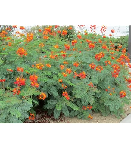 thumbnail image 2 of Caesalpinia Pulcherrima Pink Seeds - Mexican Bird Of Paradise, 7 Seeds For Planting 2 of 6