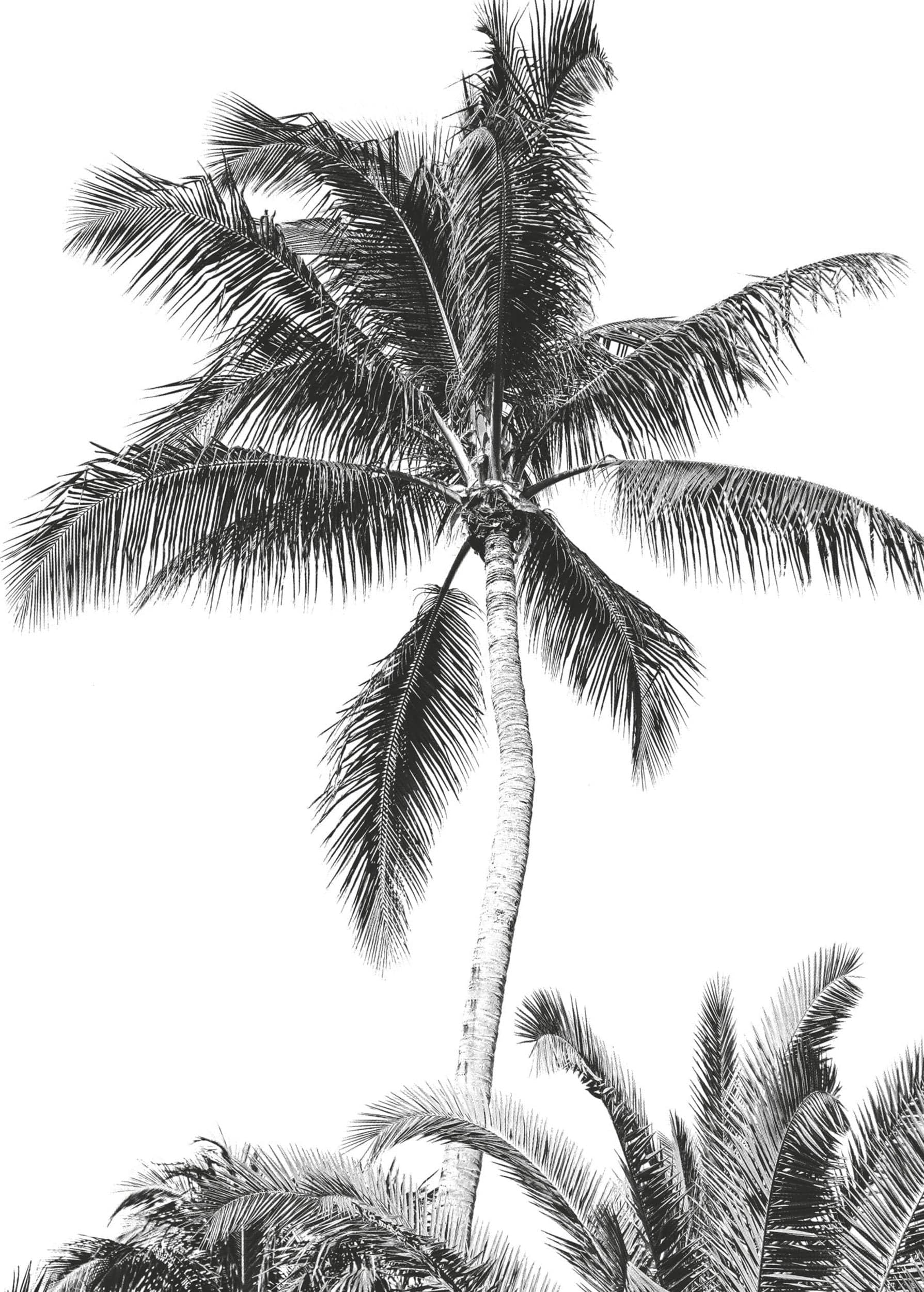 Komar IAX4-0011 Non-Woven Photo Wallpaper with Retro Palm Tree Design 200 x 280 cm (Width x Height) Black/White