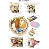 Palace Learning LAMINATED Eye Anatomical Poster - Human Eye Anatomy Chart - 18" x 24"