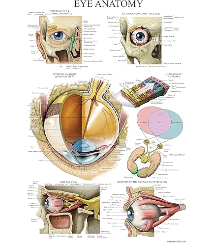 Gitdot Huan Eyeball Anatoy Odel 6x Enlarged Anatoically Accurate