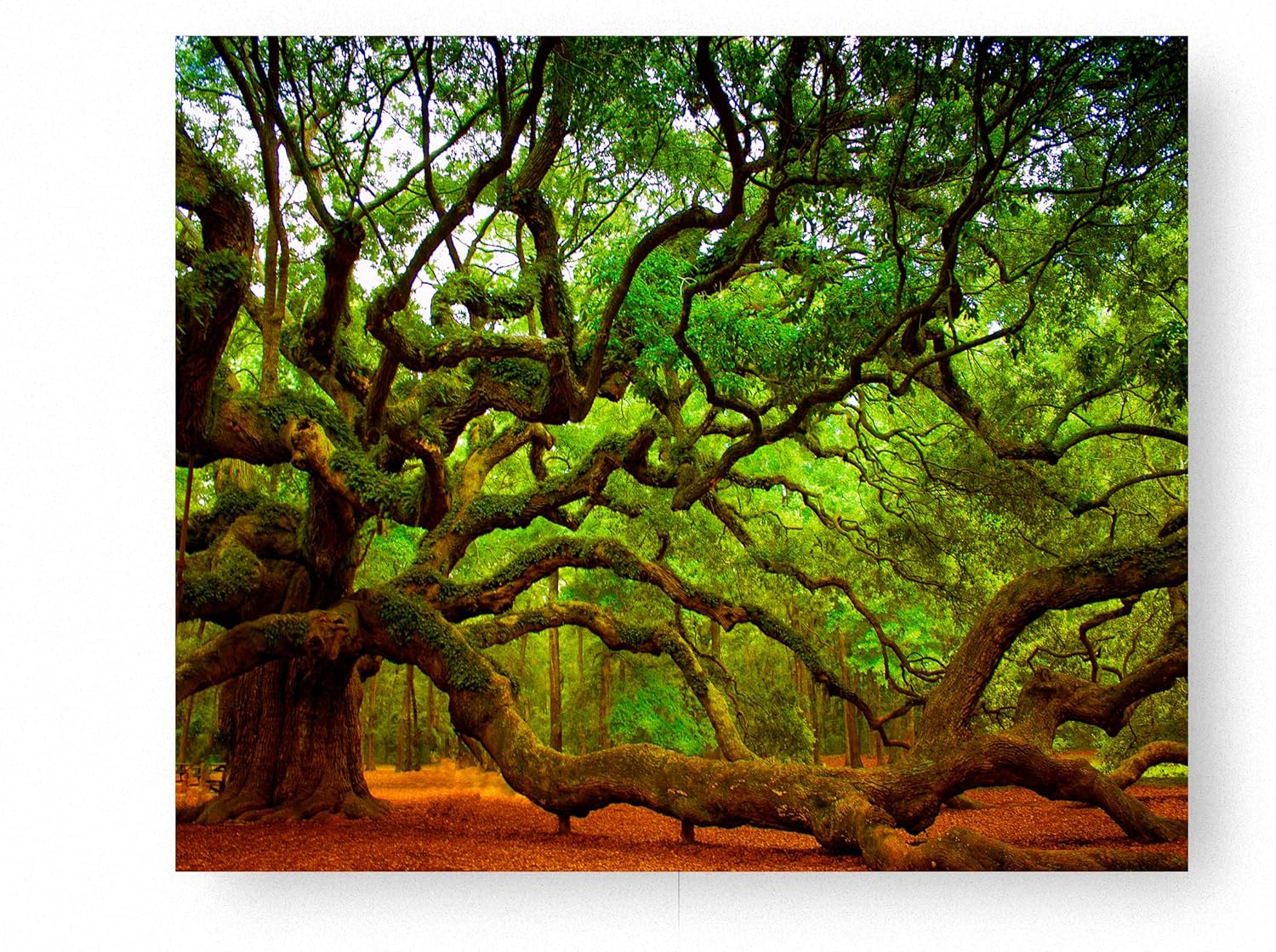 Photographs - Angel Oak Tree Photo Charleston SC Live Oak Tree Nature Photography Wall Art Modern Home Art Decor Trees Prints, John's Island Charleston SC, 8x10 Inches -Unframed