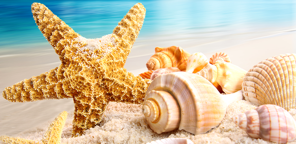 貝殻ライブ壁紙 Amazon Co Jp Appstore For Android