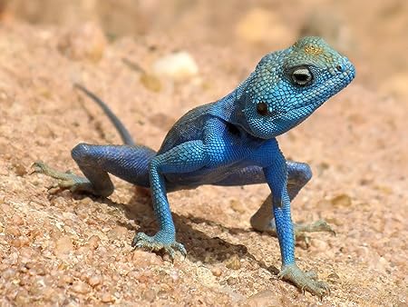 blue lizard reptile