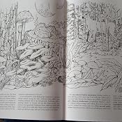 A Walk In The Woods Dover Nature Coloring Book Dot Barlowe 0787721986850 Amazon Com Books