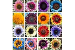 SEEDS OF STRENGTH Giant Sunflower Seeds Mix (200+ Seeds) – Red, Purple, Pink Heirloom Varieties for a Vibrant Butterfly Garden