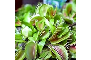 Outsidepride Venus Flytrap Seeds - 10 Pcs Perennial, Unique & Carnivorous, Indoor Plant Seeds for House Plants, Easy to Grow & Low Maintenance, Ideal for Terrariums, Pots, & Non-Winter Hardy Zones