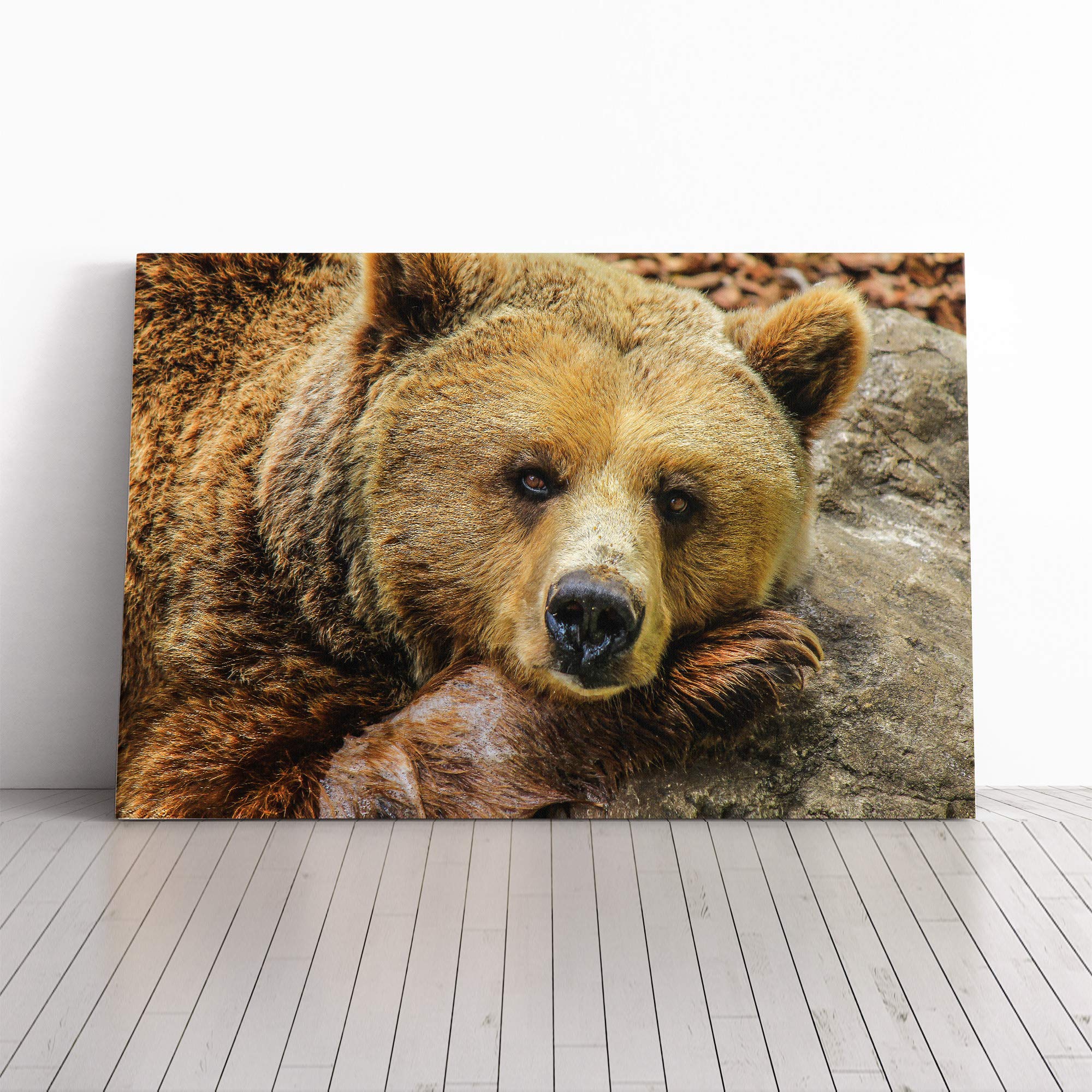 Grizzly Brown Bear Canvas Print | Gallery Wrapped 30mm Frame Wall Art | 20x14 inches | Ready to Hang | Modern Animals Picture | Living Room Bedroom Lounge Office