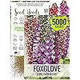 Seed Needs Foxglove Seeds for Planting Excelsior Mix Fox Glove - Heirloom & Open Pollinated Flowers to Plant an Outdoor Butterfly Garden with Colorful Wildflowers (1 Pack)