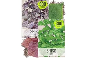 Seed Needs Shiso Seeds for Planting Green & Red Perilla - Non-GMO Heirloom & Untreated Herb Seed to Plant an Indoor/Outdoor Culinary Garden (Collection of 2 Packets)