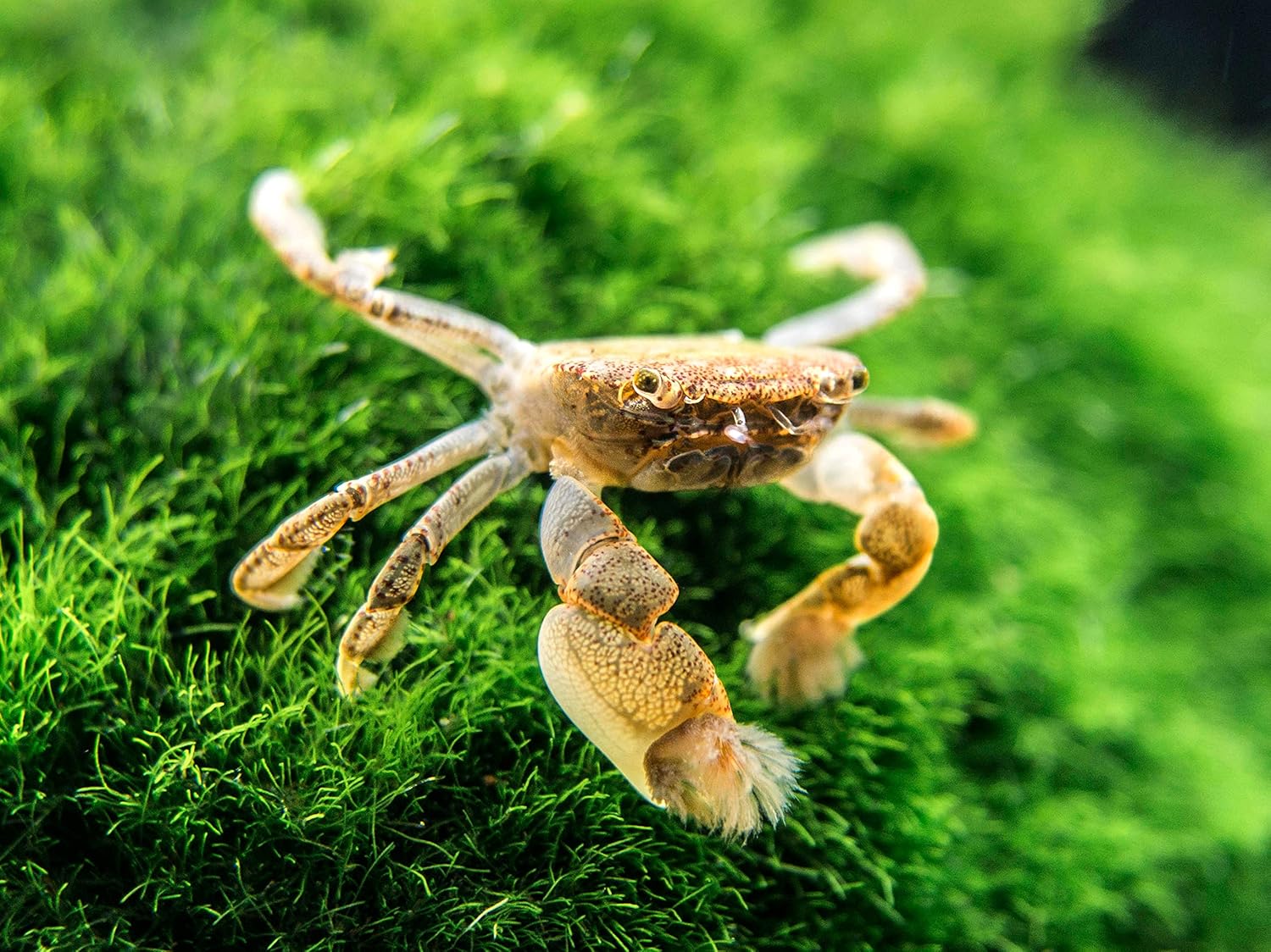 types of freshwater aquarium crabs