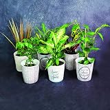 All Occasions Indoor Plants Mix of 6 in 12cm Pots Real Houseplants view 4