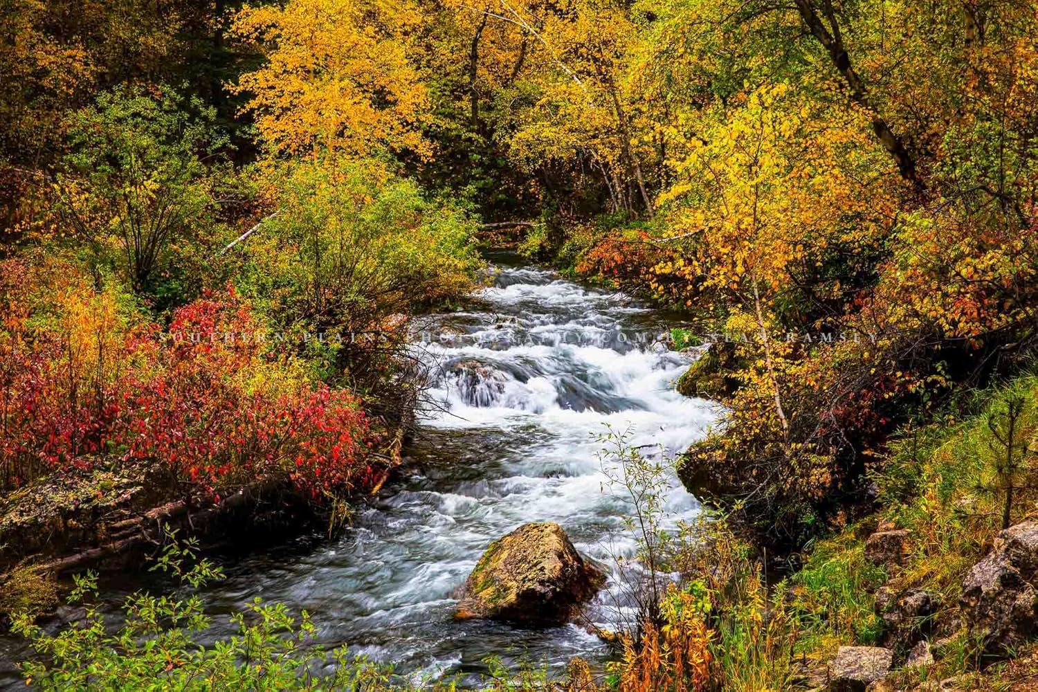 Photographs - Black Hills Photography Print (Not Framed) Picture of Creek Surrounded by Fall Foliage on Autumn Day in Spearfish Canyon South Dakota Nature Wall Art Western Decor (8
