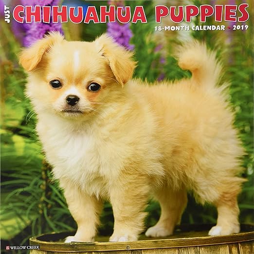 chihuahua dog breed info