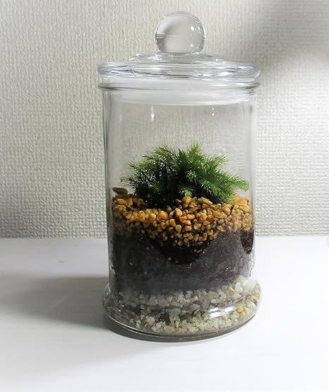 Amazon 翔美苑 苔テラリウムキット ストレートジャー ヒノキゴケ 観葉植物 オンライン通販 Amazon 翔美苑 苔テラリウムキット ストレートジャー ヒノキゴケ 観葉植物 オンライン通販