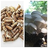 Oyster Mushroom Mycelium Plug Spawn - 100 Count