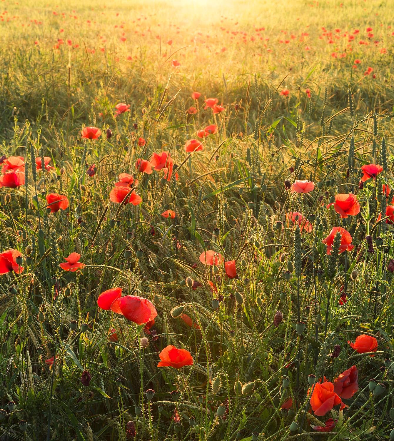 Komar SHX5-071 Non-Woven Photo Wallpaper Poppy World Design XXL Decoration Nature Landscape Bedroom Living Room Office Hallway Size 250 x 280 cm (Width x Height) Multi-Coloured - Image 3