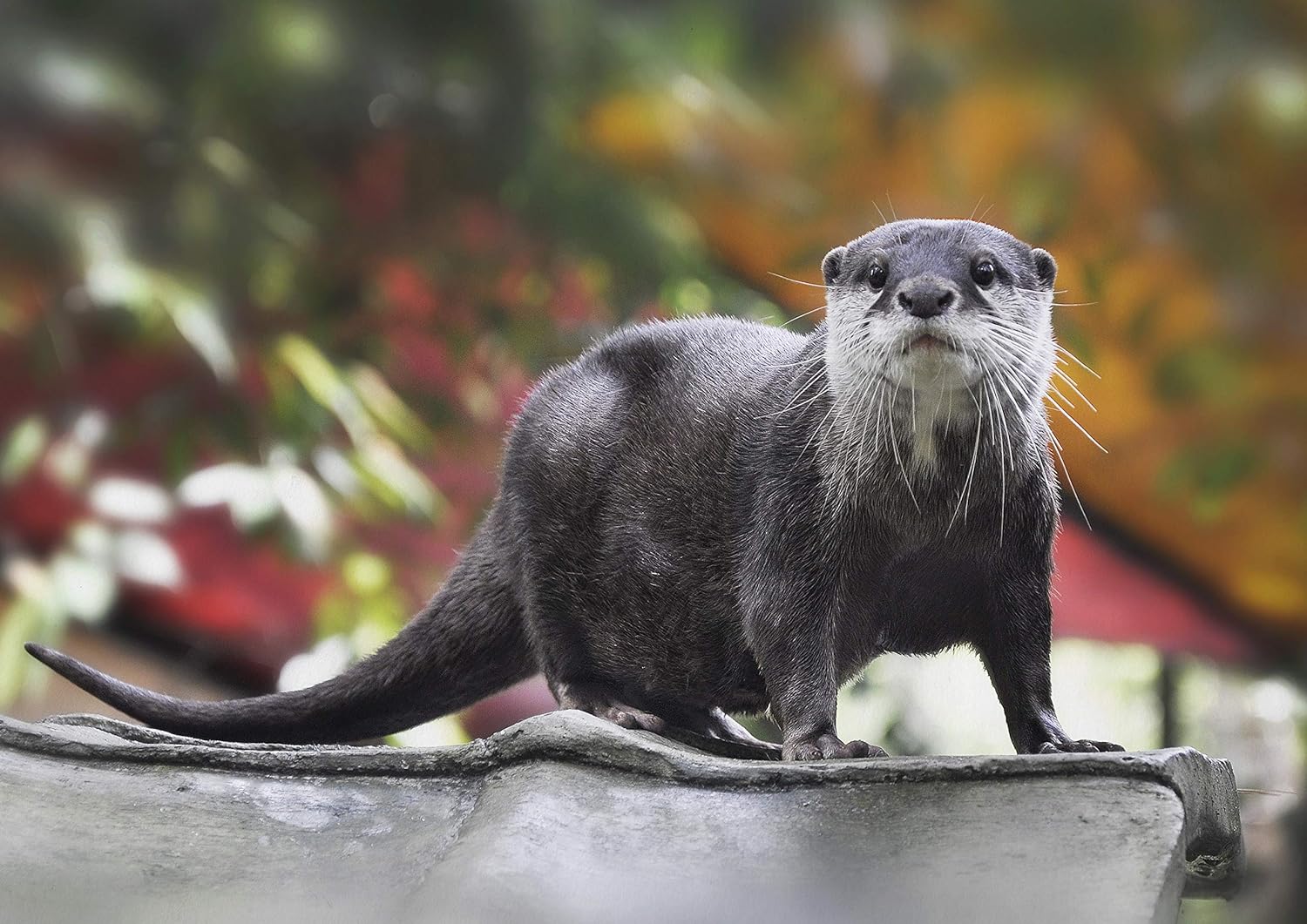 Amazon Co Jp A1 カワウソのポスターアートプリント60 90センチメートル180gsm野生動物かわいい川ギフト ホーム キッチン