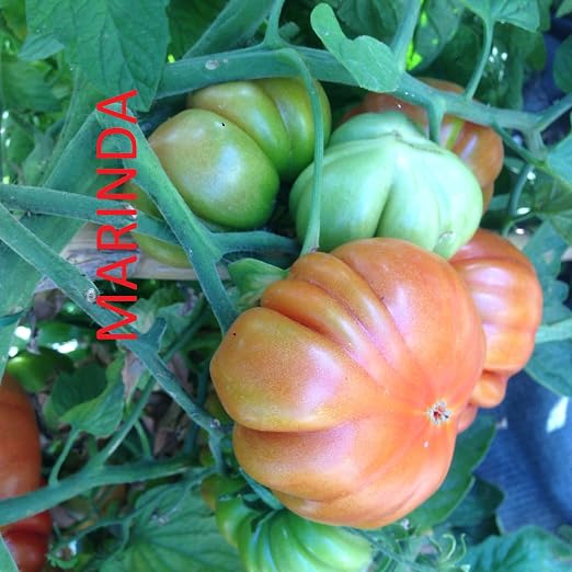 SEMILLAS TOMATE MARINDA: Amazon.es: Jardín