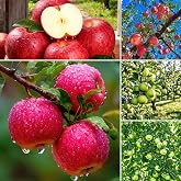 Mixrug Apple Seeds for Planting Outdoor, 29pcs Perennial Apple Tree Seed Non-GMO Heirloom Sweet Edible Fruit, Sweet Juicy Fruits Plants in Your Home Garden