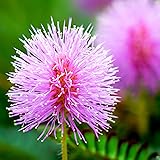Outsidepride 1000 Seeds Annual Mimosa Pudica