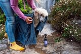 Animology Paws & Relax Aromatherapy Dog Spray 250ml view 6
