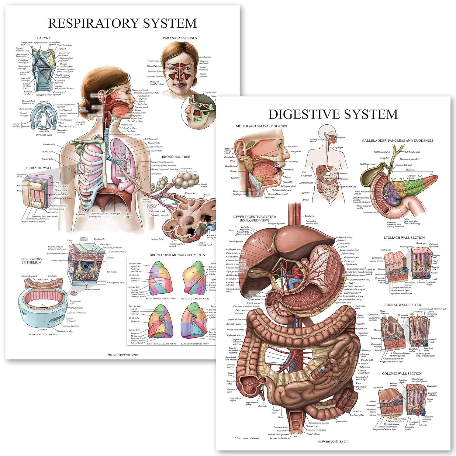 The 10 Best 3M 6900 Respirator Size Chart