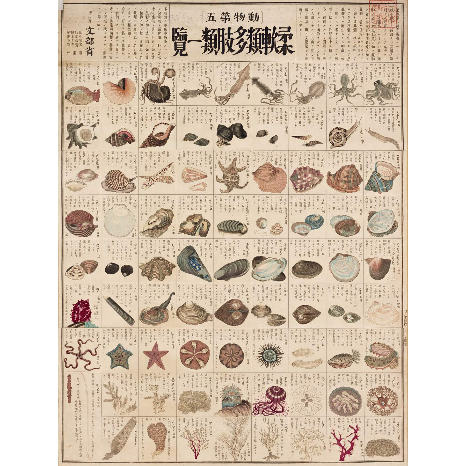 Artery8 Kato Chikusai Species of Sea Life Shellfish Japanese Large Wall Art Poster Print Thick Paper 18X24 Inch