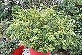 15 Aji Charapita Hot Pepper Seeds,C frutescens,From