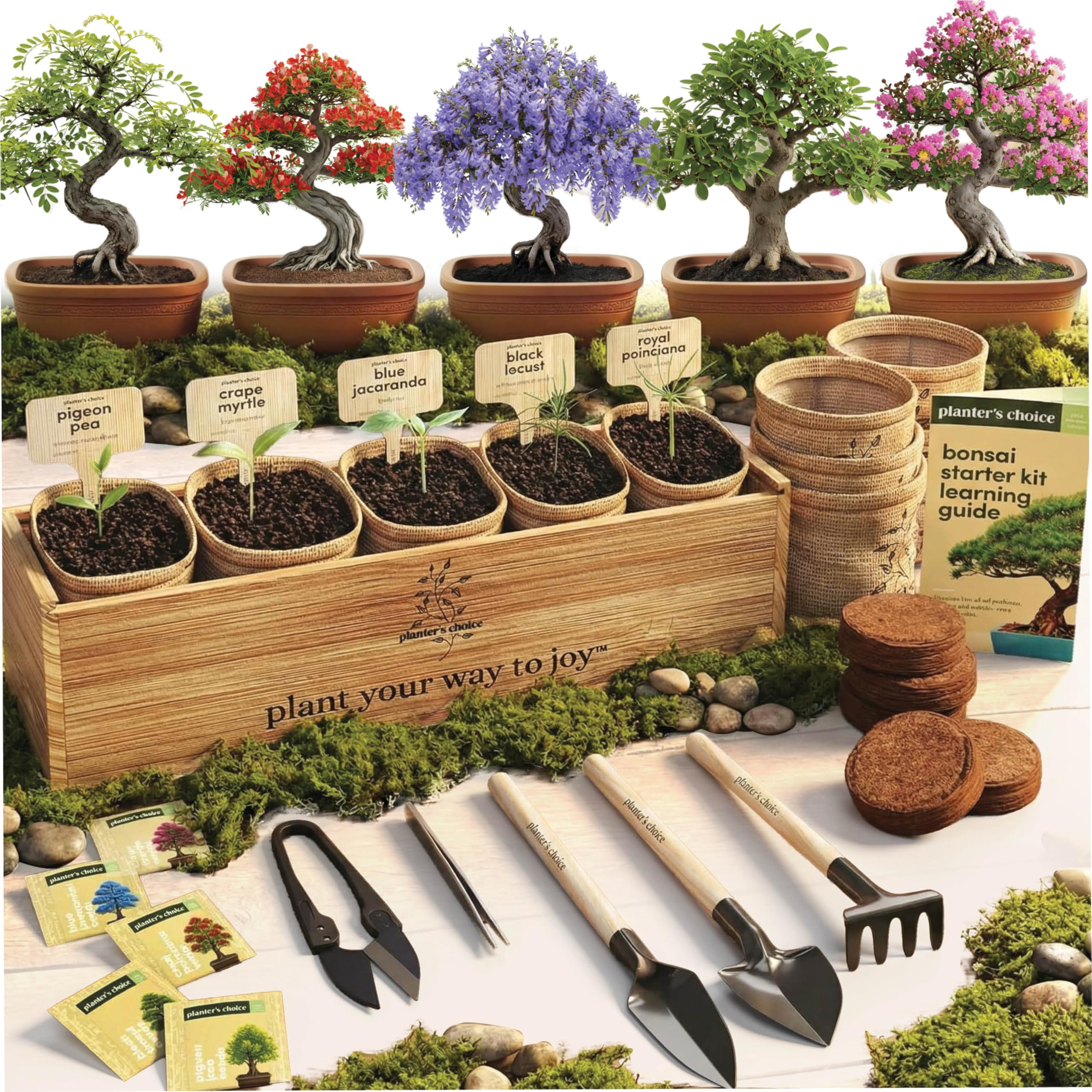 Planter's Choice Bonsai Tree Starter Kit - Unique Gifts for Women,  Multicolor | eBay
