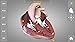 Heart - 3D Atlas of Anatomy