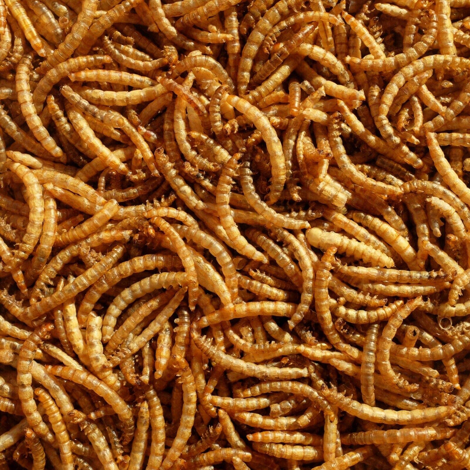 Premium Dried Mealworms, 2.5 Litre