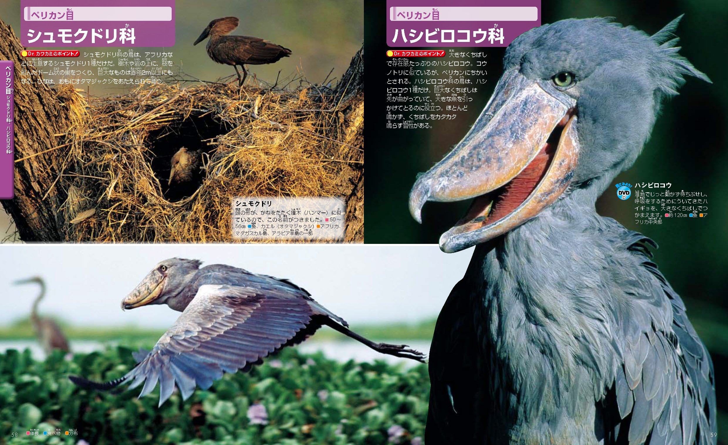 Amazon It Dvd付 鳥 講談社の動く図鑑move Kazuto Kawakami Libri