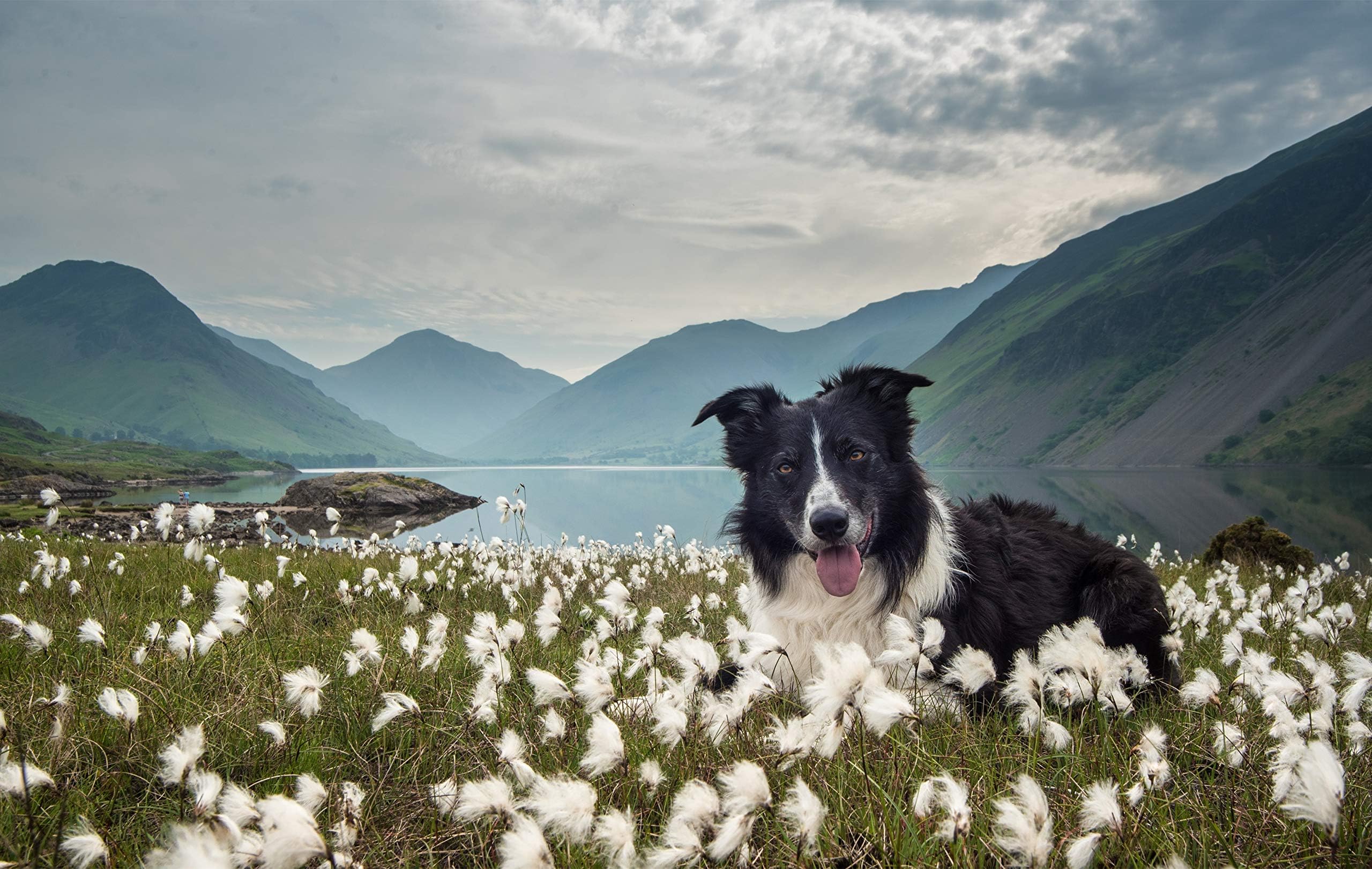 300 Pieces Jigsaw Puzzle - Border Collie Dog DZ-512