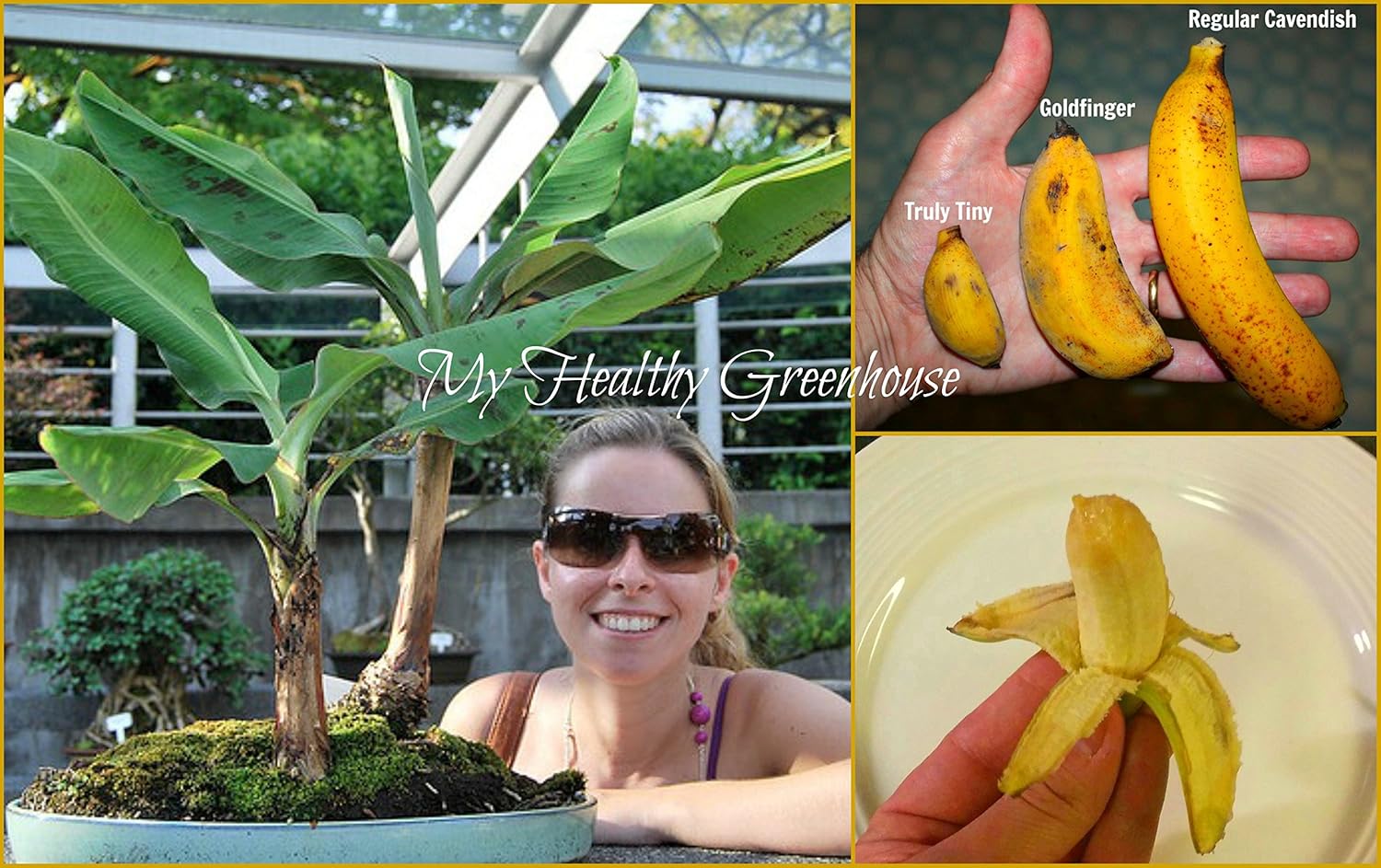 SEEDS SUPER DWARF Banana Cultivar "Truly Tiny” Edible Banana (Musa