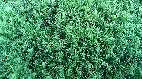 Amazon カモジゴケ 22 14 パックサイズ 苔玉 庭園 テラリウム等 管理説明書付き 観葉植物 オンライン通販 Amazon カモジゴケ 22 14 パックサイズ 苔玉 庭園 テラリウム等 管理説明書付き 観葉植物 オンライン通販