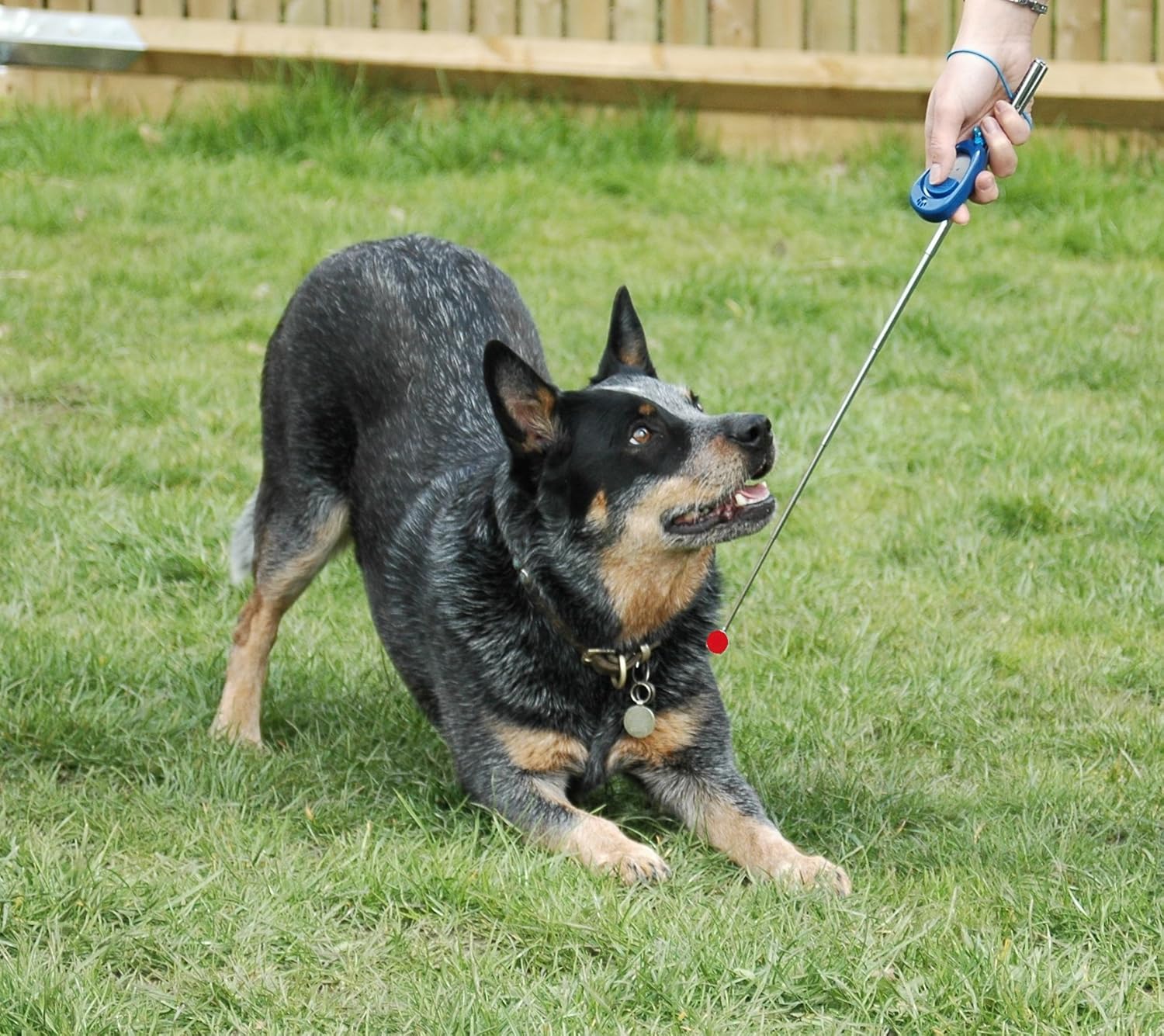 target clicker training