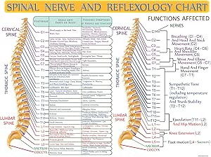 Amazon.com: Spinal Nerve Chart And Educational Spine Reflexology Guide