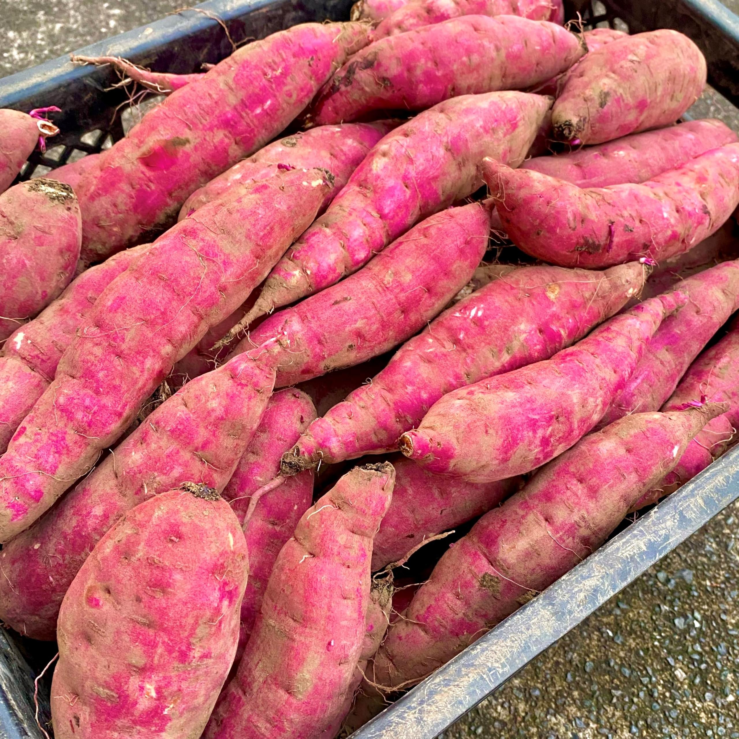 【焼き芋屋さんが送る】鹿児島県産 紅はるか 選べる【2㎏・5㎏・10㎏】訳あり さつまいも サツマイモ さつま芋 薩摩芋(5kg) の商品画像