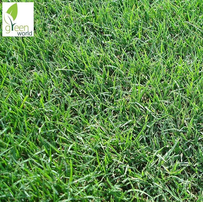 Green World Bermuda Grass Doob Grass Carpet Grass Cynodon Dactylon