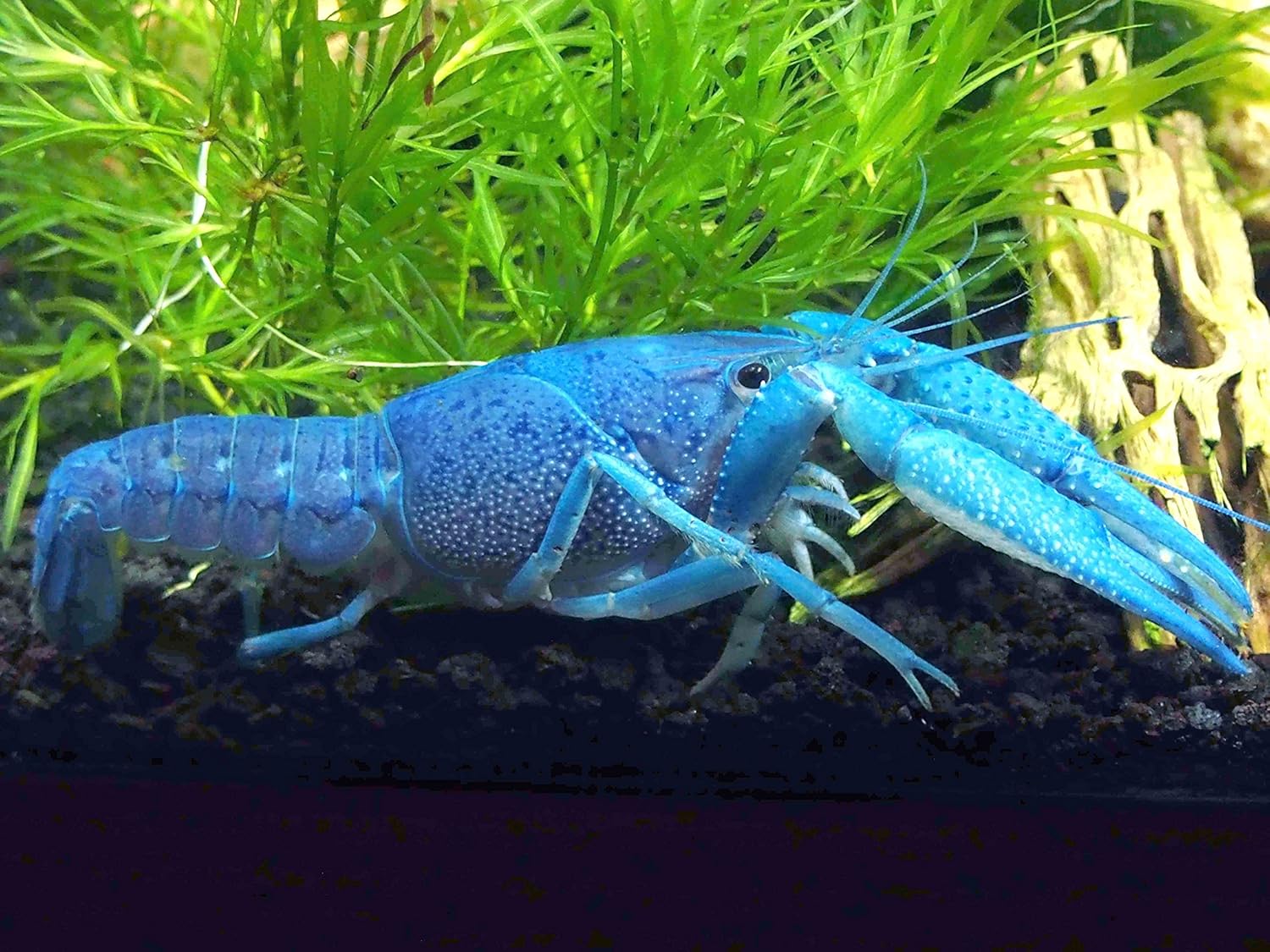 blue crayfish for sale petsmart