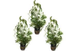 BIG KAHUNA TROPICAL FISH Live Hornwort (Ceratophyllum demersum) 3 Pot Pack for Ponds and Aquariums - Great Begginer Plant - Great Oxygenator