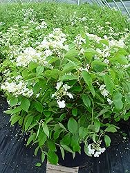 Viburnum