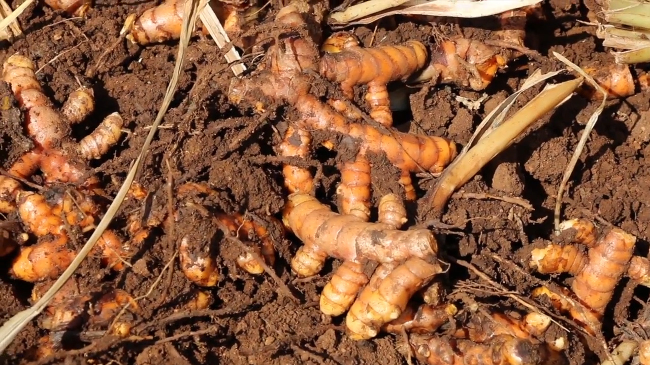 Banyan Botanicals Turmeric Powder - USDA Organic, 1 lb - Curcuma longa - Traditional Cooking Spice That Promotes… - Image 8